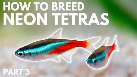 neon tetra fry|neon tetra water requirements.